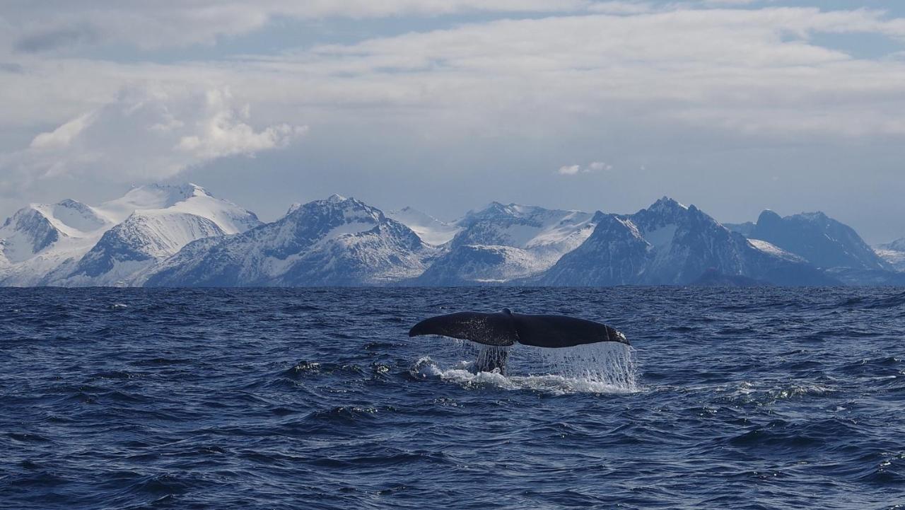Prima Lofoten Myrland Eksteriør billede