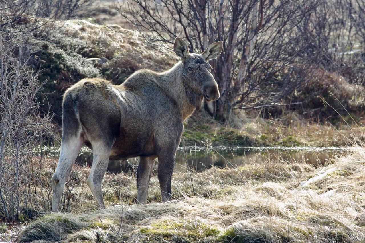 Prima Lofoten Myrland Eksteriør billede