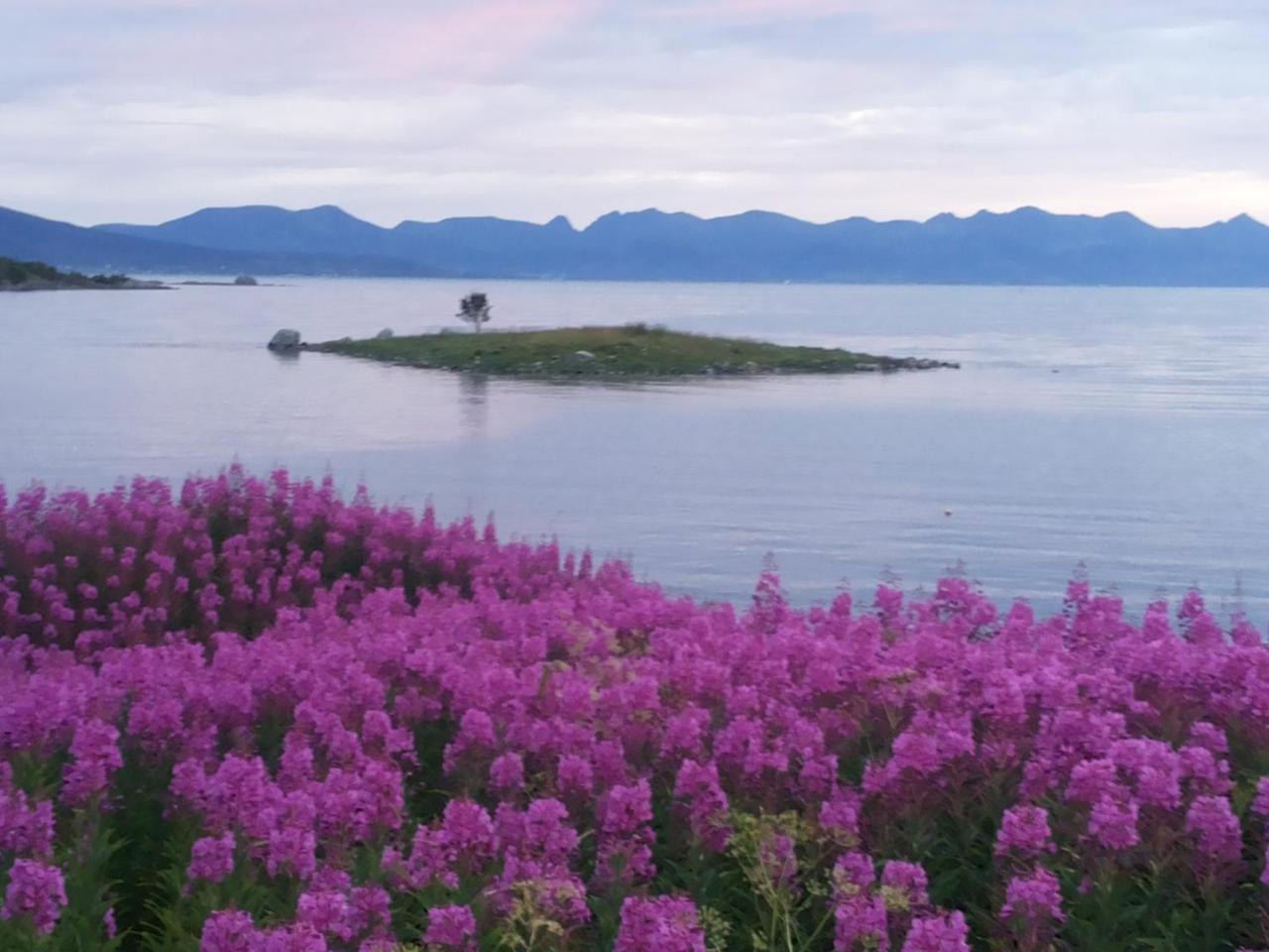 Prima Lofoten Myrland Eksteriør billede